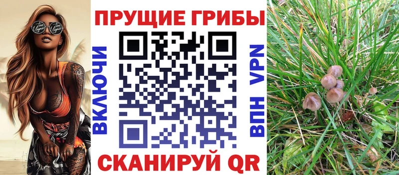 Псилоцибиновые грибы Cubensis  Купить где  Кумертау 